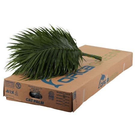 Catpalm Orca 80cm