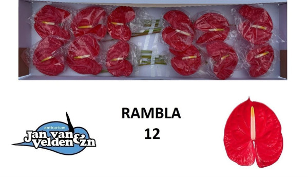 Anth A Rambla-Jan van Velden & Zn.