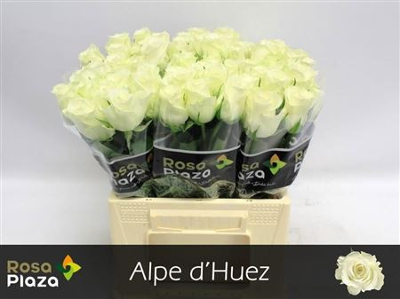 Alpe D Huez 40cm Rosa Plaza A Q Roses
