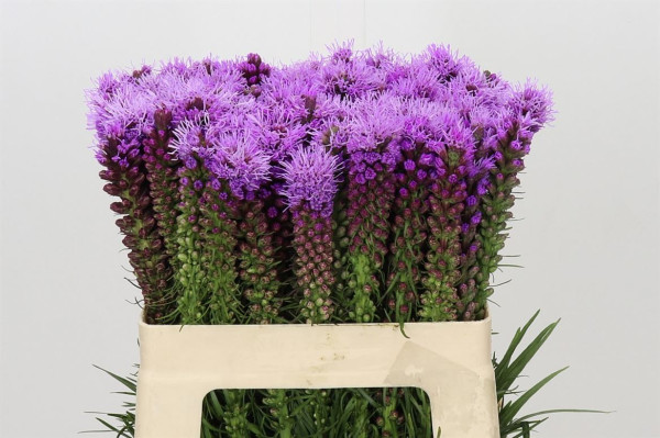 Liatris Spicata