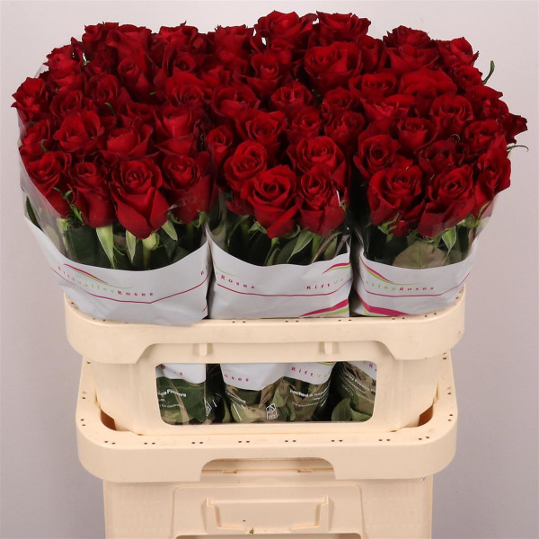 R Gr Ever Red - Rift Valley Roses 80cm