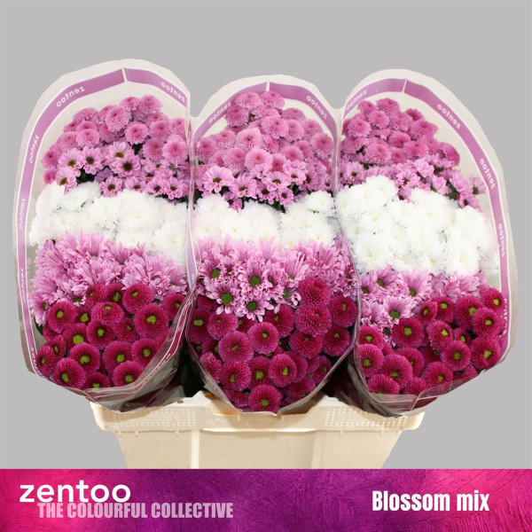Chr S Gem Blossom mix