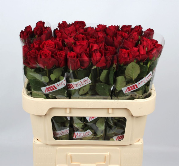 R Gr Upper Class 70cm Agri Lake Roses