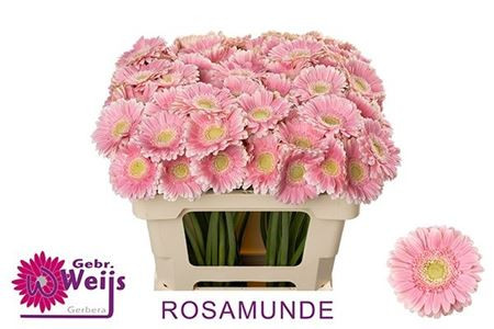 Gerbera Mini Rosamunde