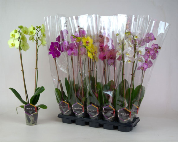 Phal Gem 5 Kl