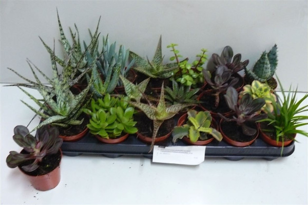 Succ Gem 6 Srt-1