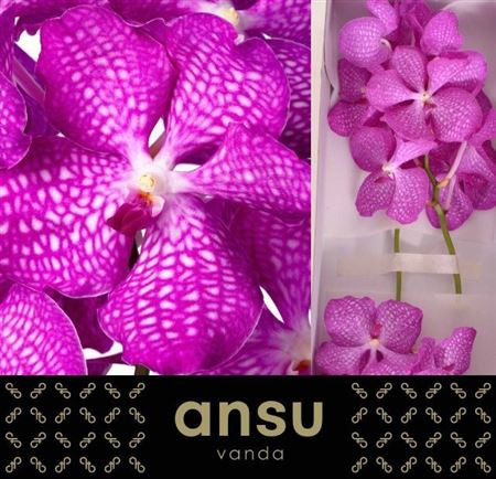 Vanda Kan Mag Pink