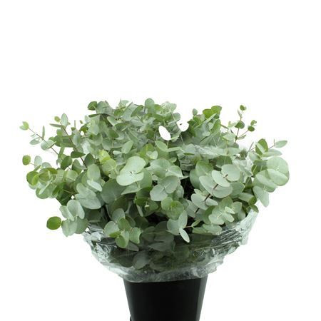 Cinerea Kort