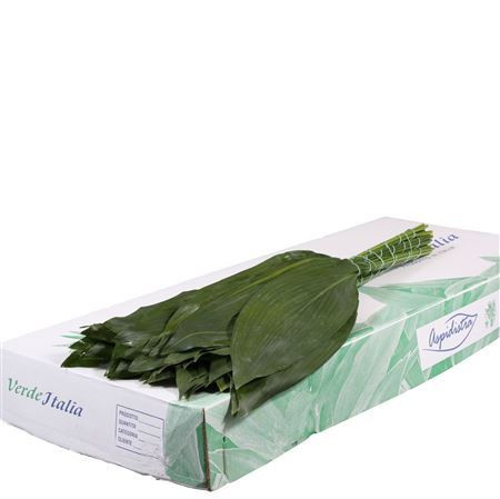 Aspidistra 50