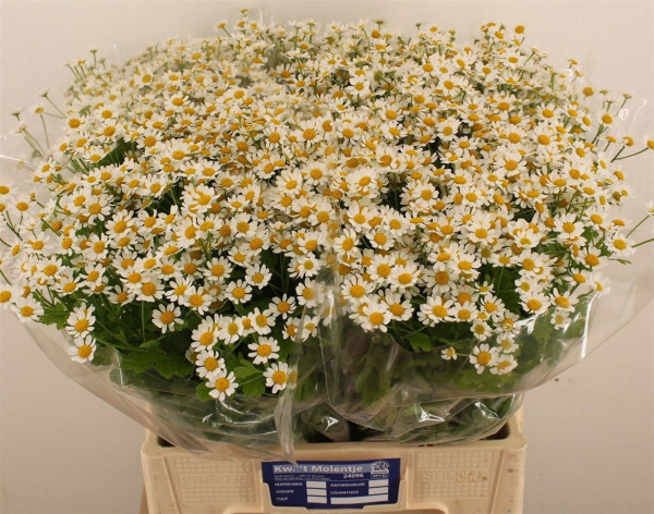 Tanacetum Parthenium Si