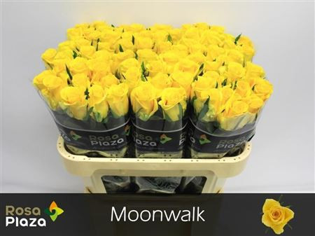 Moonwalk 70cm Rosa Plaza A Q Roses