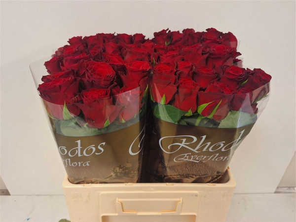 R Gr Rhodos 60cm Everflora Ltd.