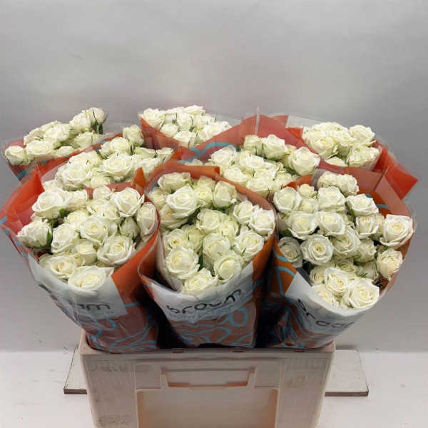 R Tr Milky Way 60cm Braam Roses
