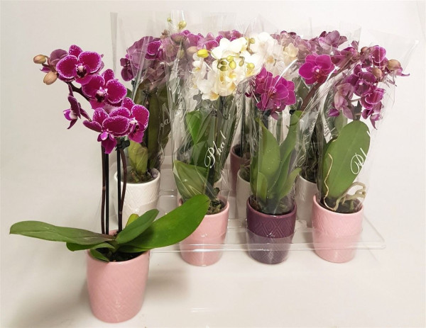 Phal Mini