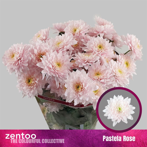 Chr T Pastela Rose Zentoo