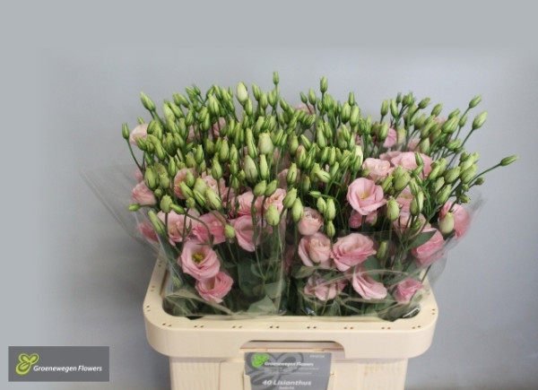 Eus G Rosi Rose Pink - Groenewegen Flowers