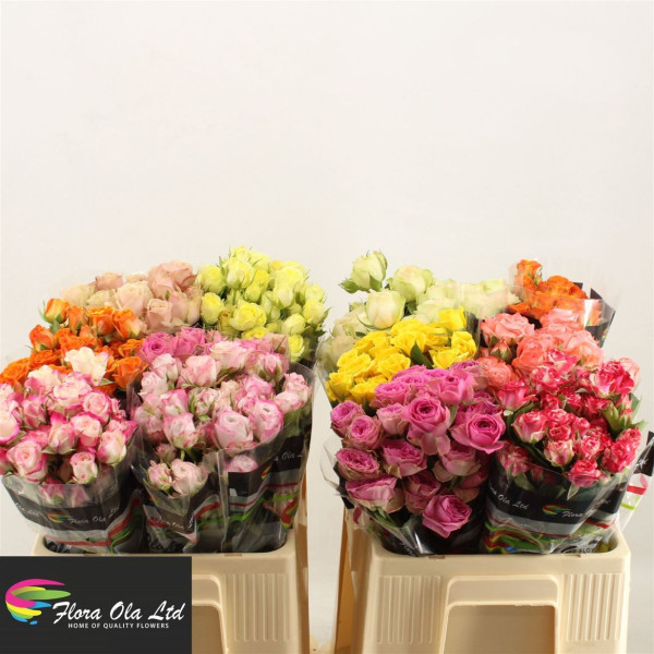 R Tr Gem In Fust 50cm Flora Ola Ltd.