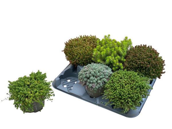 Sedum Gem 12/15
