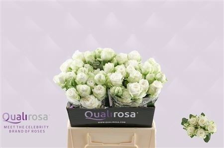 R Tr Miss Bombastic 40cm QualiRosa