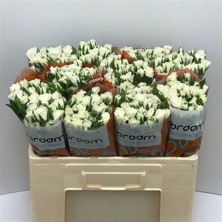 R Tr Viviane! 50cm Braam Roses