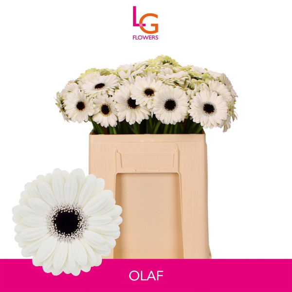 Ge Mi Olaf