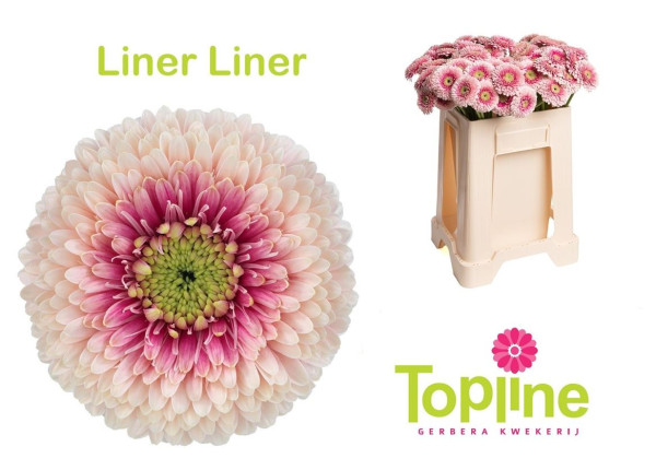Ge Mb Bol Linerliner