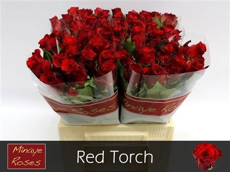 Red Torch 40cm Minaye Flowers