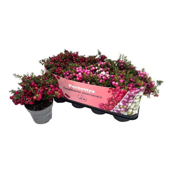 Gaulth Mucronata 14/25