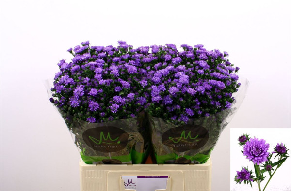 Aster Astee Dark Milka