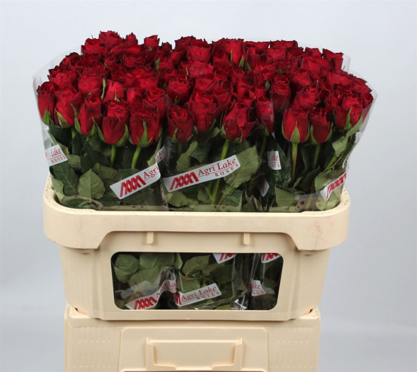 R Gr Madam Red 70cm Agri Lake Roses