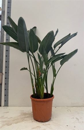 Strelitzia Regin Bl 150cm