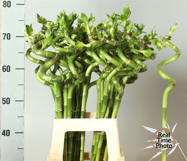 Drac Lucky Bamboo 70cm