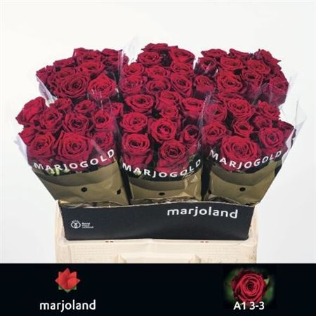R Gr Red Naomi! 60cm Marjoland