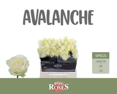 R Gr Avalanche+ 40cm Berg RoseS