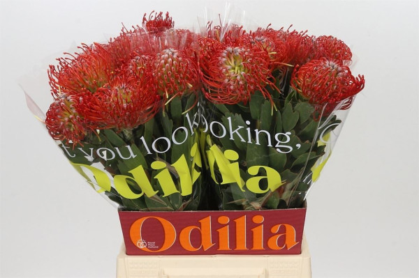 Leuco Ayoba Red