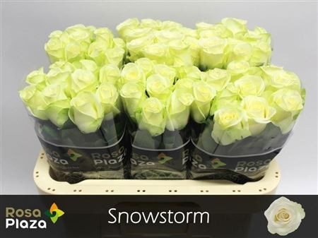 R Gr Snowstorm+ 60cm Rosa Plaza DZ Roses