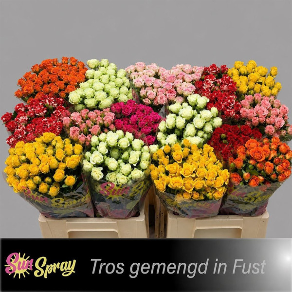 R Tr Gem In Fust 60cm Sun Spray