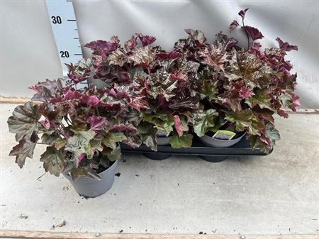 Heuch Mi Palace Purp
