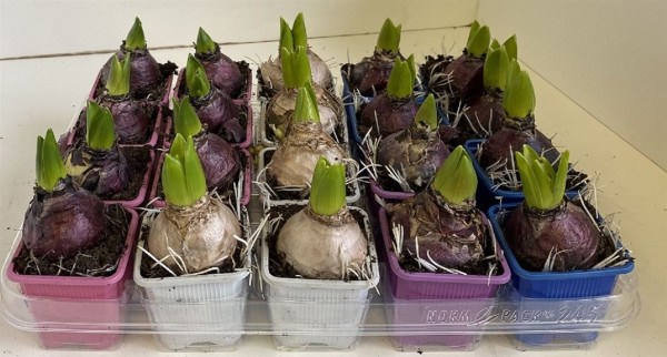 7 Cm Hyacinthus Mixed Z 7/15