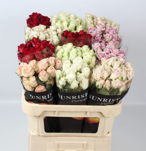 R Tr Gemengd 70cm Sunrise Roses / BSI