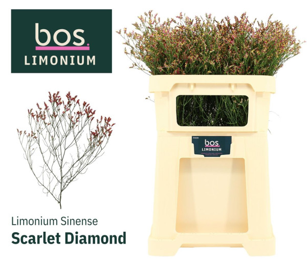 Lim Sin Scarlet Dia 75cm 