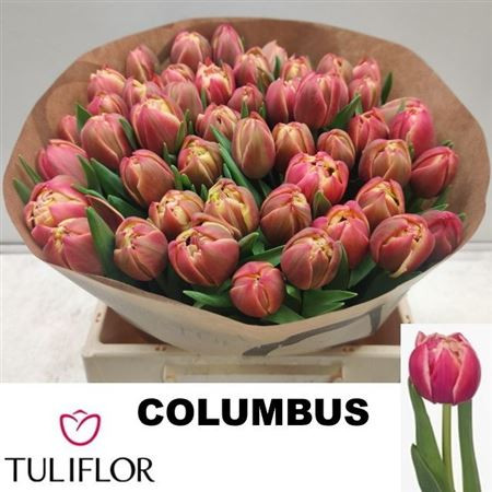 Columbus 