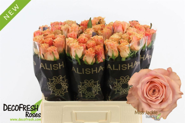R Gr Miss Jackie 60cm Alisha
