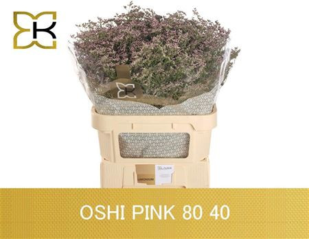 Lim Saf Oshi Pink 80cm Klaver Flowers