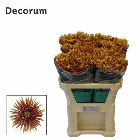 Chr G Saffina Dark Decorum ArcadiA