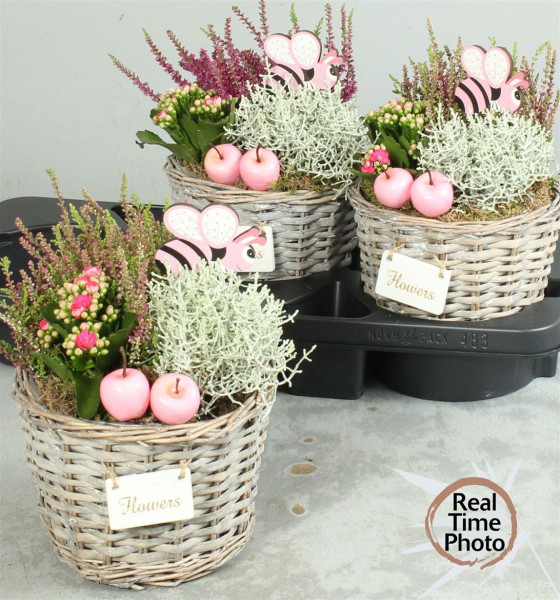 Arr Tuinplanten-1